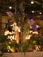 Orchideen DOC09 005.webp