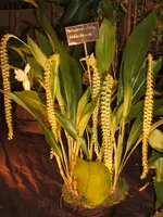 Orchideen DOC09 006.webp