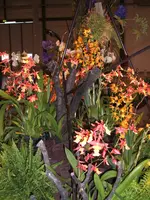 Orchideen DOC09 007.webp