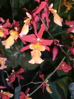 Orchideen DOC09 008.webp