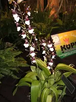 Orchideen DOC09 009.webp