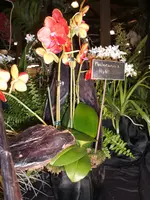 Orchideen DOC09 010.webp