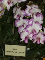 Orchideen DOC09 011.webp