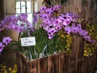 Orchideen DOC09 012.webp