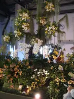 Orchideen DOC09 013.webp