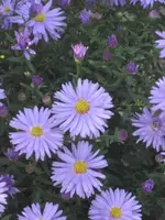 garten 09 011.webp
