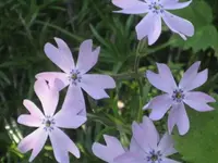 garten 09 012.webp
