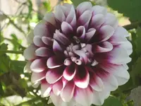 garten 09 016.webp