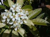 Orangenblume.webp