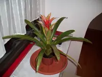 100_1202.webp