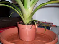 100_1204.webp
