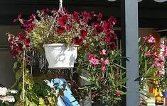 brombeerfarbene Petunie mit Oleander.webp