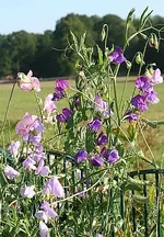 fliederfarbene Wicken.webp