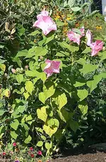 Gartenhibiskus.webp