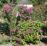 Herbstaster mit Hortensie.webp