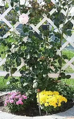 letzte Penny Lane mit Chrysanthemen.webp