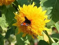 Sonnenblume mit Schmetterlunf und Biene.webp