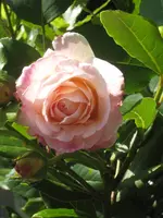 IMG_4325 Gloire de dijon.webp