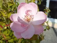 Ilse Krohn zeigt mir noch mal was.webp