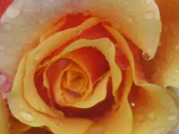 010.webp