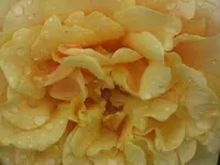011.webp