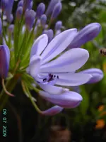 PICT4000.webp
