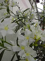 PICT4433.webp