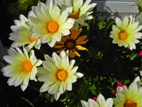 PICT6259.webp