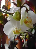 PICT4491.webp