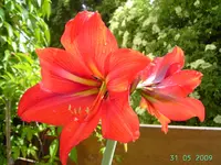 PICT2428.webp