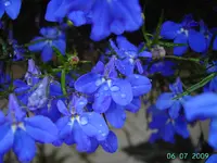 PICT3777.webp