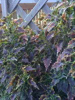 buntnessel_1.webp