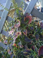 buntnessel_2.webp