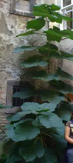 riese_1.webp