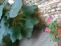 riese_2.webp