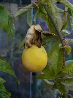 passionblumenfrucht.webp