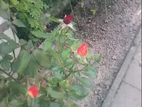 04.webp
