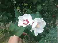 06.webp