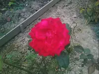 10538.webp