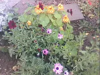 15.webp