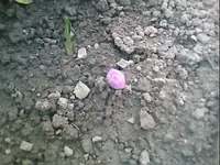 17.webp