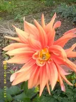 JD500144.webp