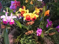 Orchideen DOC09 014.webp