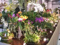 Orchideen DOC09 015.webp