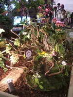 Orchideen DOC09 016.webp