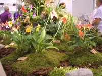 Orchideen DOC09 017.webp