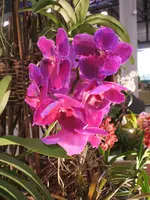 Orchideen DOC09 018.webp