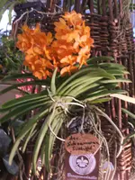 Orchideen DOC09 019.webp