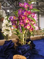 Orchideen DOC09 020.webp
