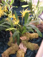 Orchideen DOC09 021.webp